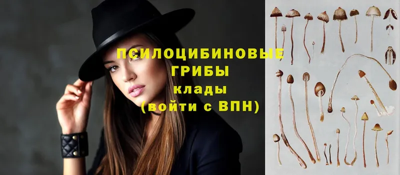 Псилоцибиновые грибы Psilocybe  Казань 